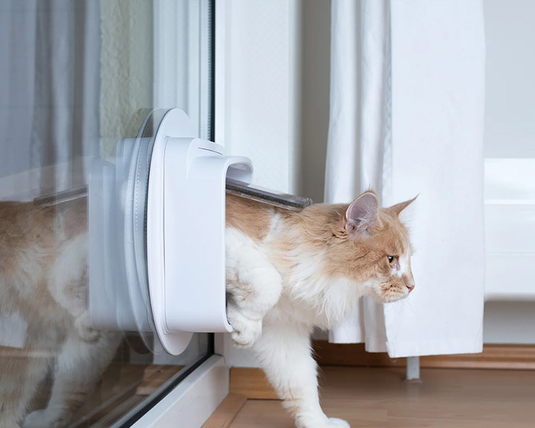 domestic cat door img